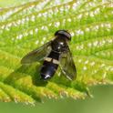 Platycheirus rosarum-.jpg